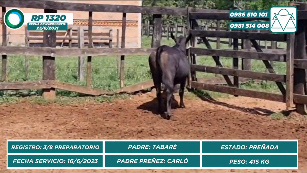 Lote VAQUILLAS