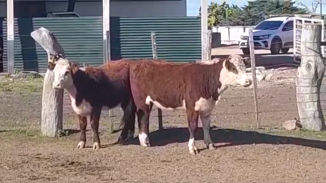 Lote (Vendido)2 Vaquillonas 1 a 2 años HEREFORD a remate en #46 Pantalla Carmelo 325kg -  en PALO SOLO