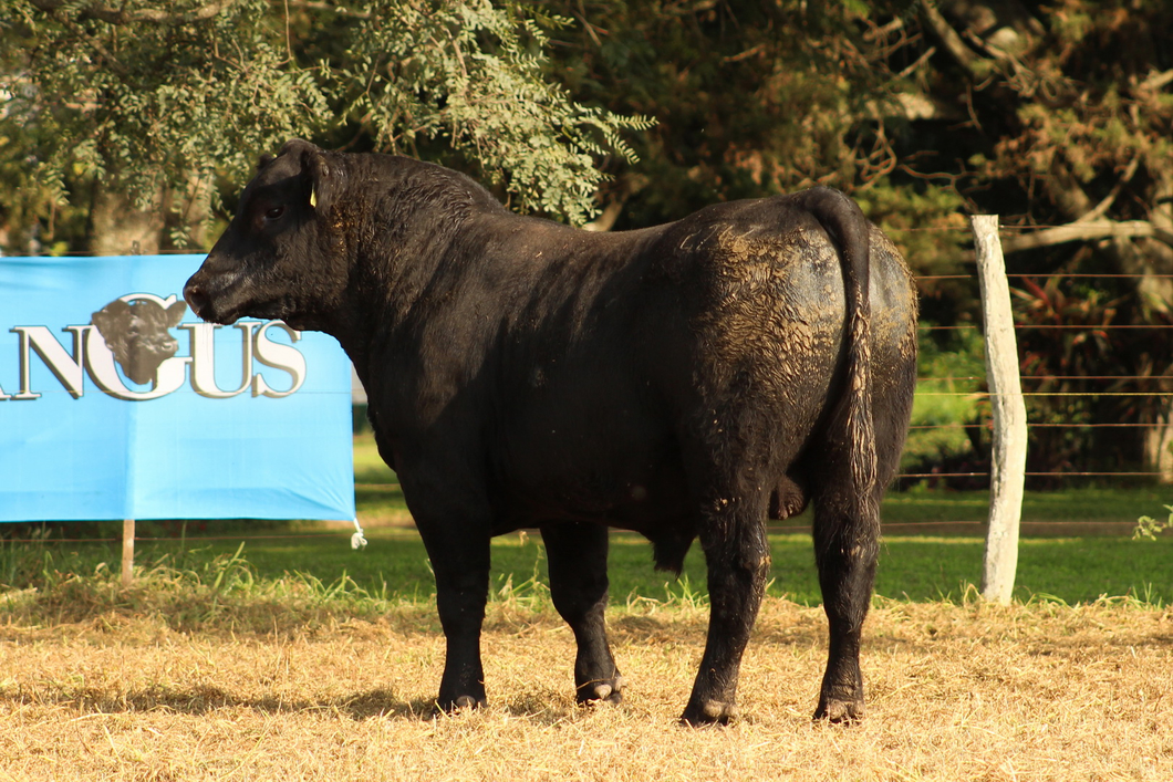 Lote CABAÑA COEMBOTÁ: RP 246