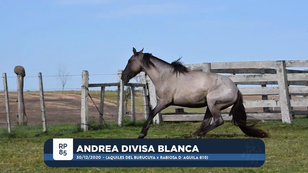 Lote ANDREA DIVISA BLANCA