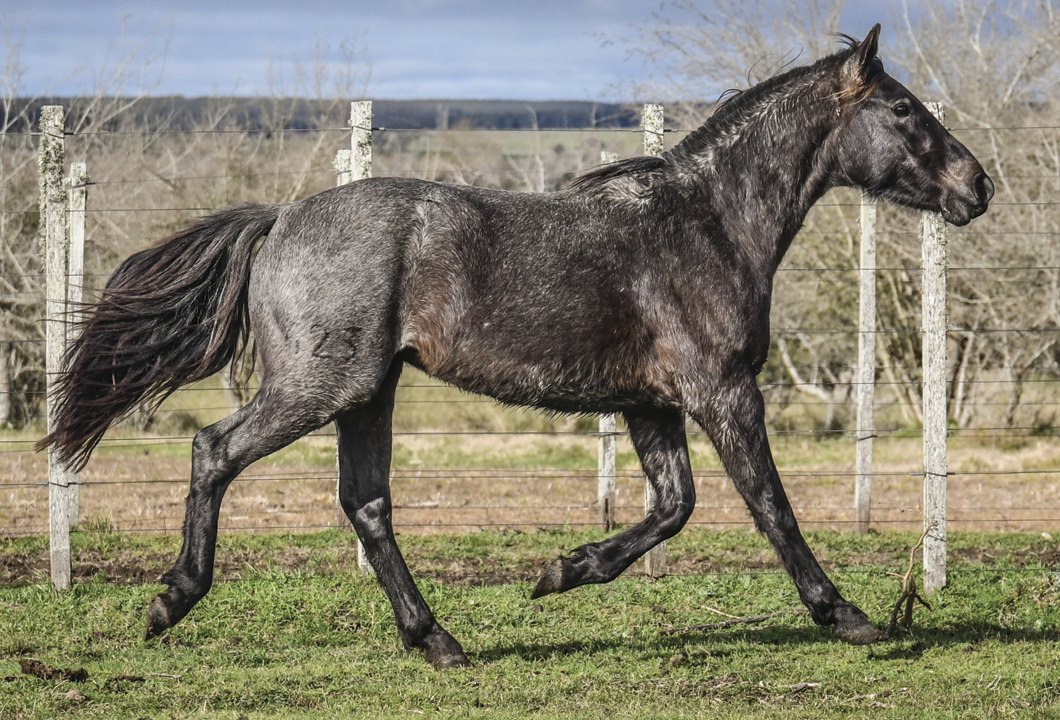 Lote FIADOR LA FLECHILLA