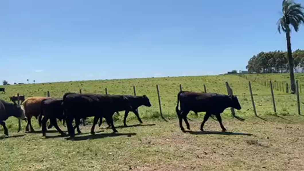 Lote 54 Terneros en Castillos, Rocha