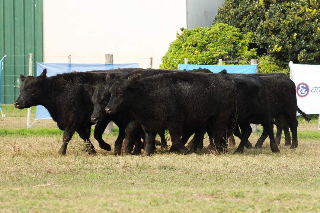 Lote CABAÑA “COEMBOTÁ” de Calderón: 10 VAQUILLAS MAS PREÑADAS