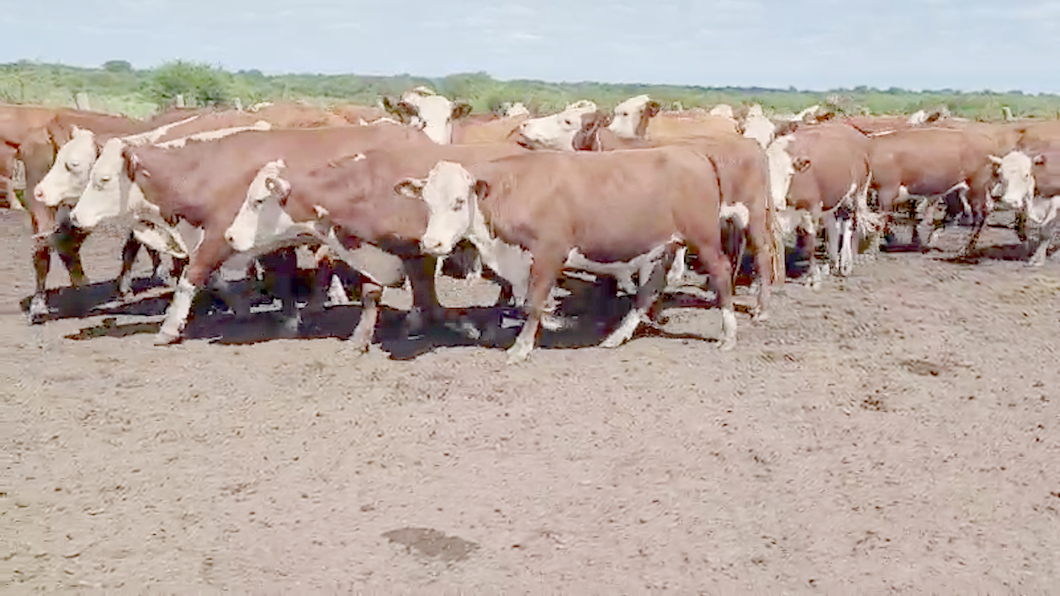 Lote 55 Novillos en Villaguay, Entre Ríos