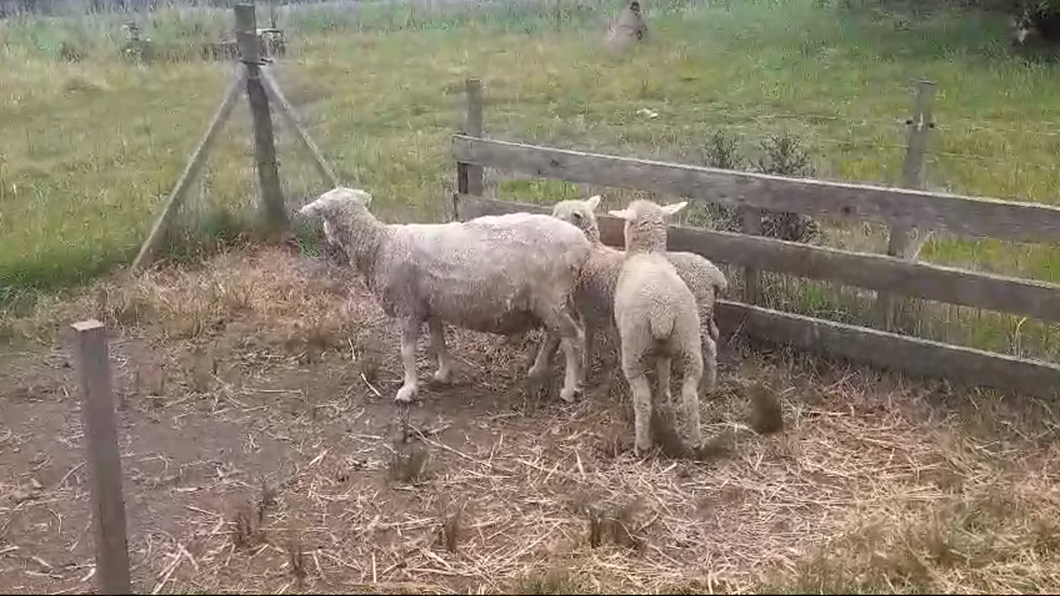 Lote PIEZAS OVINOS