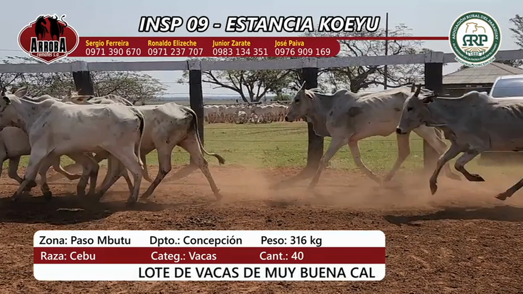 Lote Insp 9