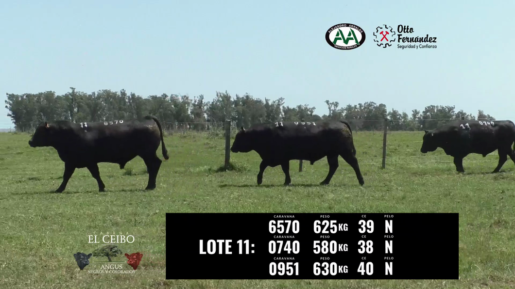 Lote 3 Toros a remate en El Ceibo - Angus, Artigas