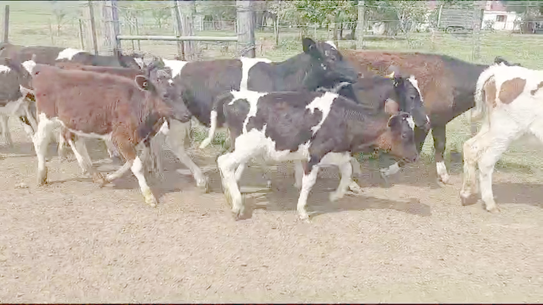 Lote (Vendido)18 Terneras Holando a remate en Remate por pantalla de la Exposición de San José 120kg -  en Ruta 3 Km 75