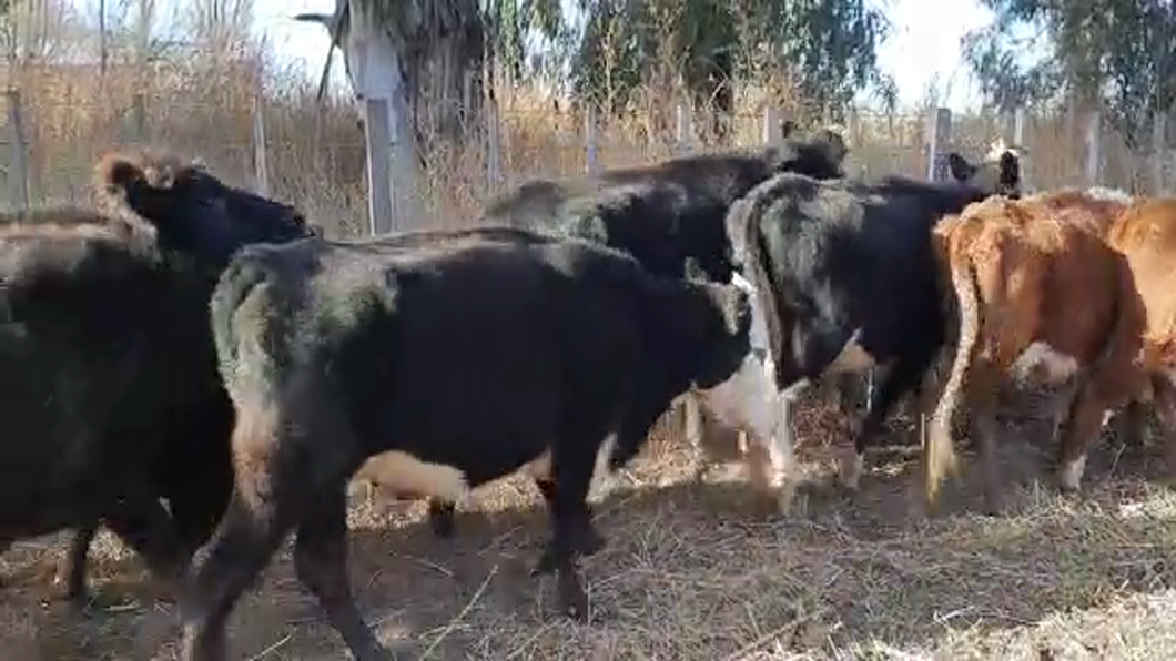 Lote 15 Vacas CUT con cría en Buenos Aires, Pellegrini