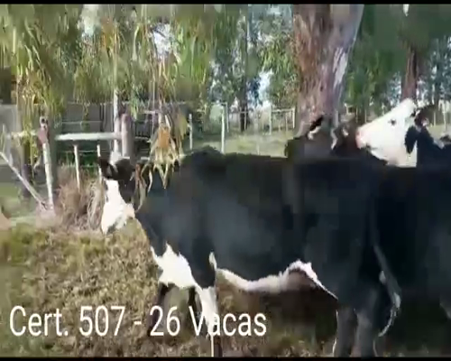 Lote (Vendido)26 Vacas de Invernada AA/ HE a remate en Remate virtual de Coco Morales & Asoc. 391kg -  en RUTA 12 A 5 KM DE CARDONA