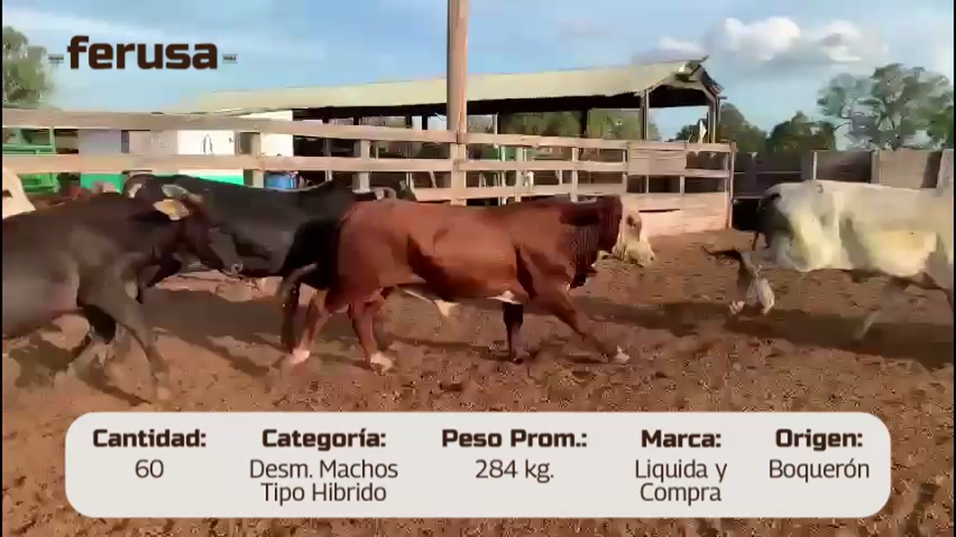 Lote LOTE 9