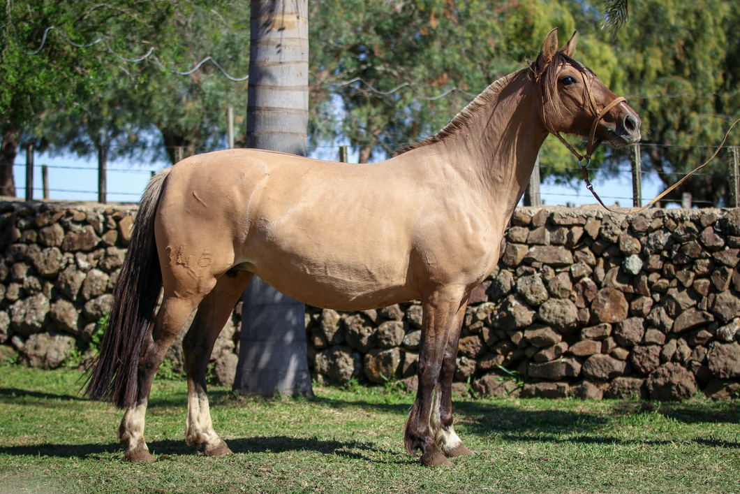 Lote Santa Ines Dama