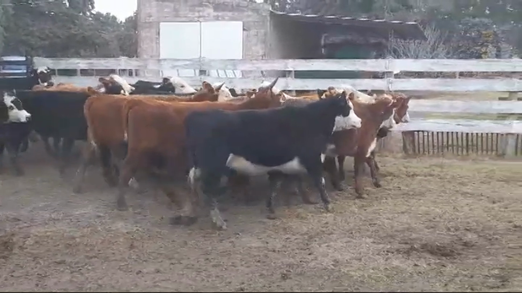 Lote (Vendido)22 Vaquillonas 1 a 2 años HEREFORD/ ANGUS a remate en #47 Pantalla Carmelo 290kg -  en LA LAGUNA