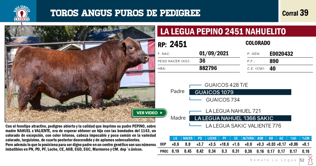 Lote TOROS ANGUS PP