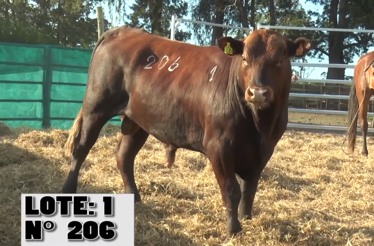 Lote 2 Toros a remate en La Empastada, Salto