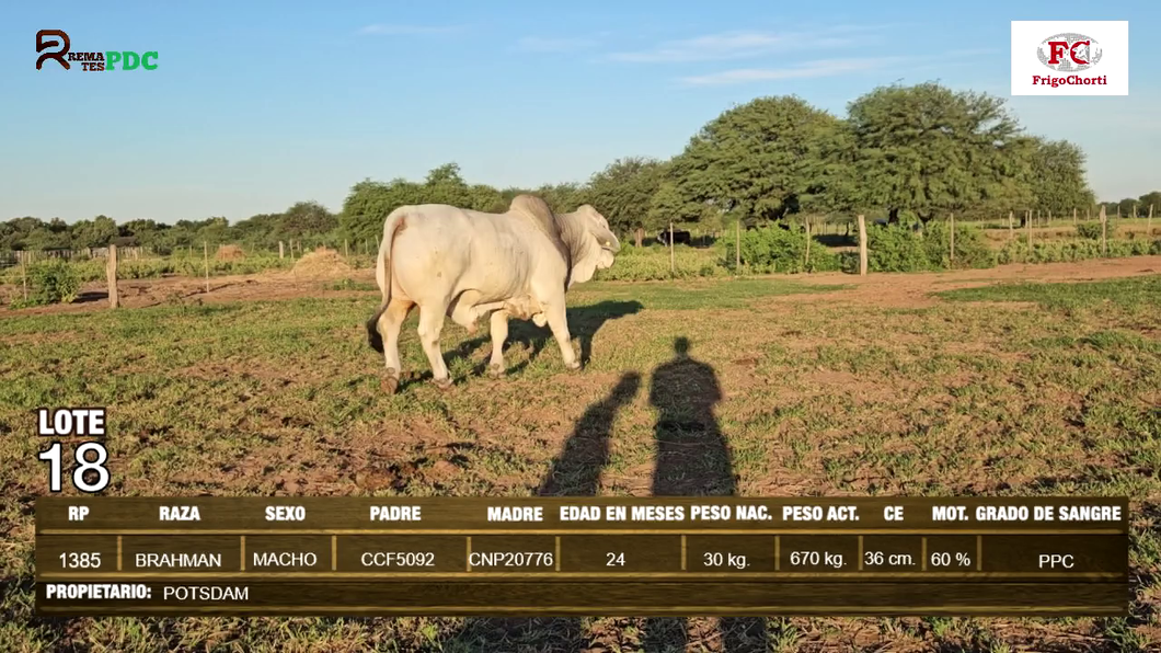 Lote Machos BRAHMAN a remate en Expo Pioneros 24 de Mayo 2024 en Pioneros del Chaco S.A.