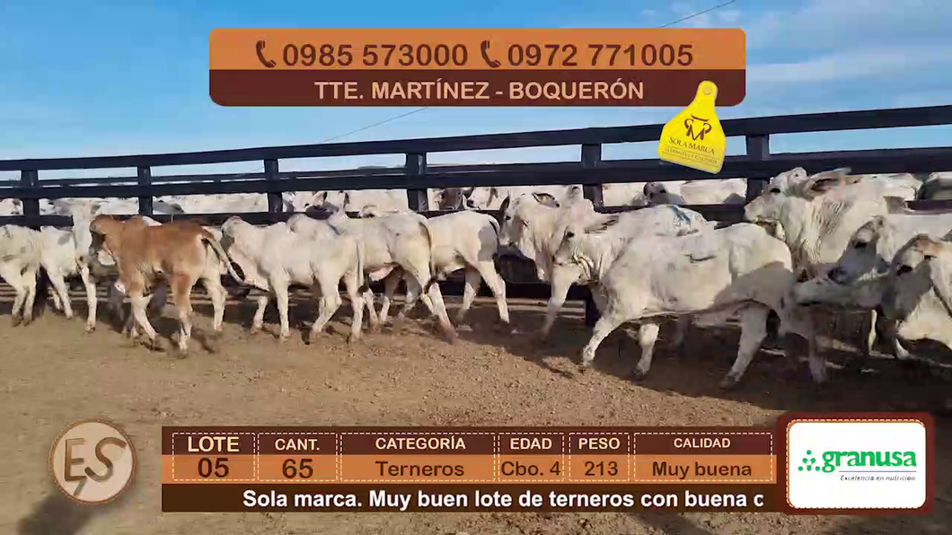 Lote (Vendido)65 Terneros Cbo 4 a remate en Feria Elite de Terneros Cbo 4 - DEL DUERO SA 213kg - , Boquerón