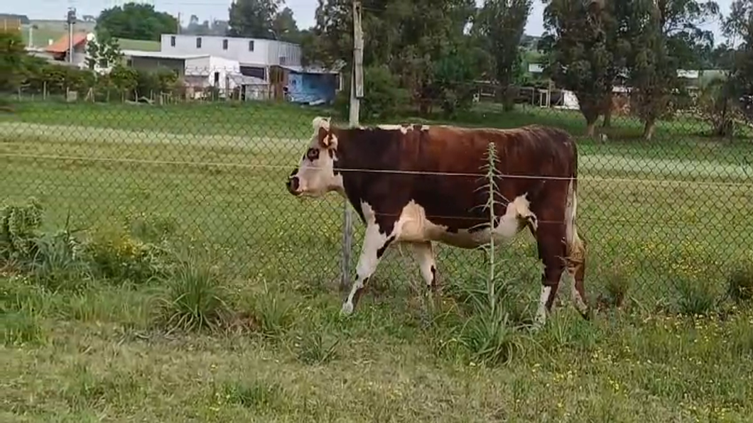 Lote Toros TORO a remate en #50 Pantalla Carmelo en ZONA FRANCA - COLONIA SUIZA