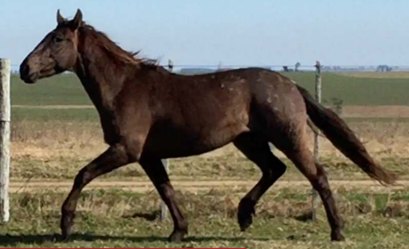 Lote TORMENTOSO LA INVERNADA