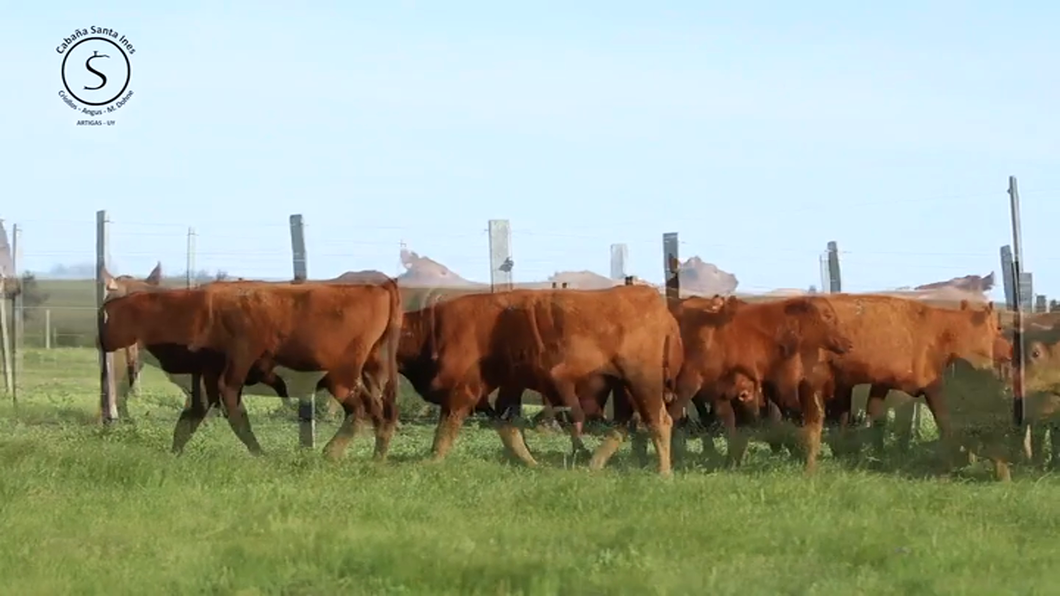 Lote 12 Vaquillonas preñadas Red Angus a remate en Santa Ines, Artigas