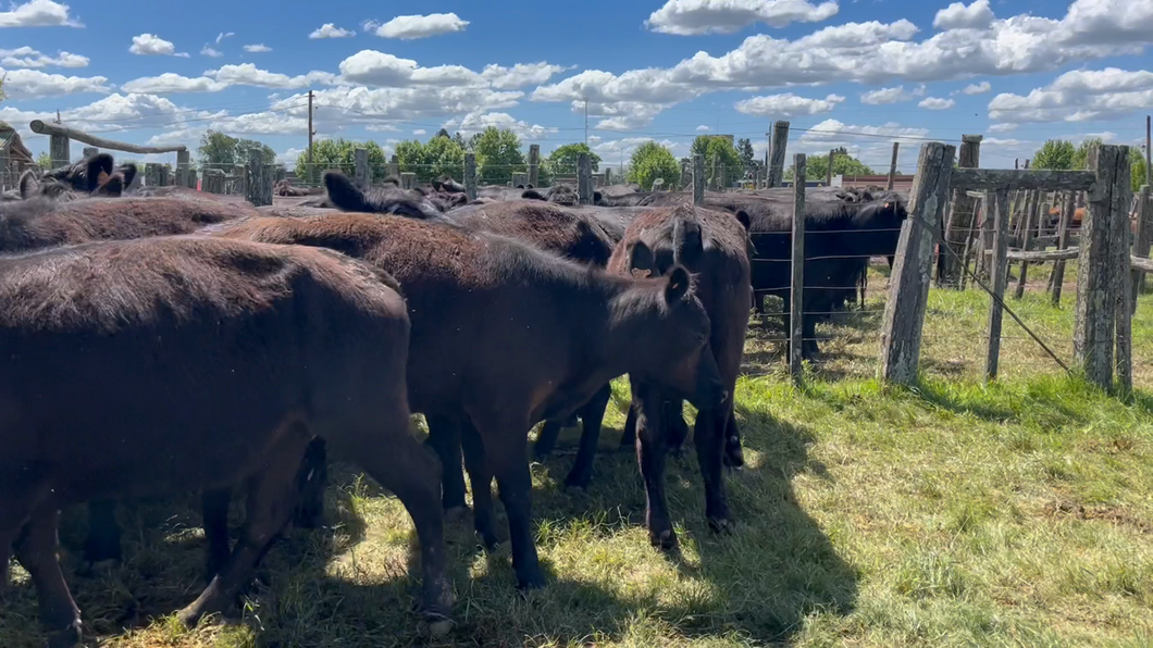 Lote 14 Vaquillonas 2 a 3 años