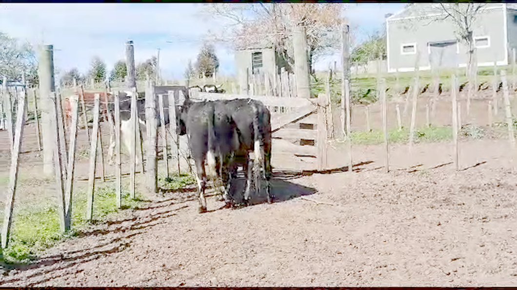 Lote 2 Toros Cruzas a remate en Aniversario 115 Años - Camy 450kg -  en Mal Abrigo