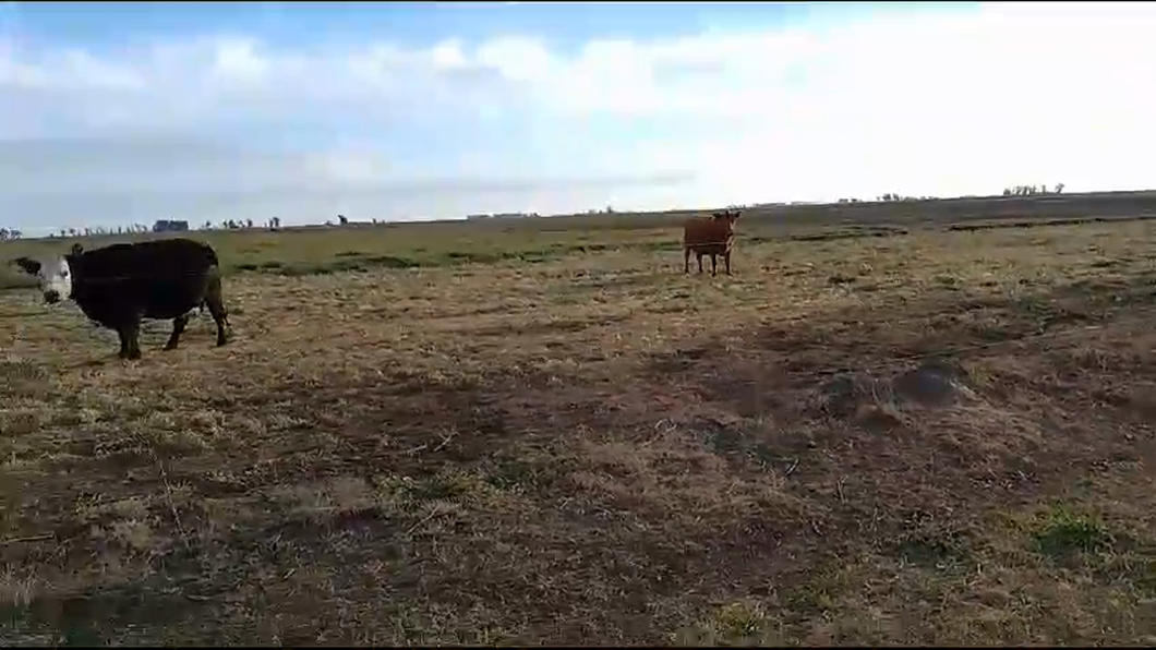 Lote 27 Vacas medio uso C/ gtia de preñez en Buenos Aires, Pehuajó