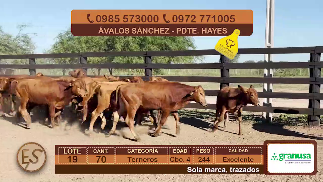 Lote 70 Terneros Cbo 4 a remate en Feria Elite de Terneros Cbo 4 - DEL DUERO SA 244kg - , Presidente Hayes