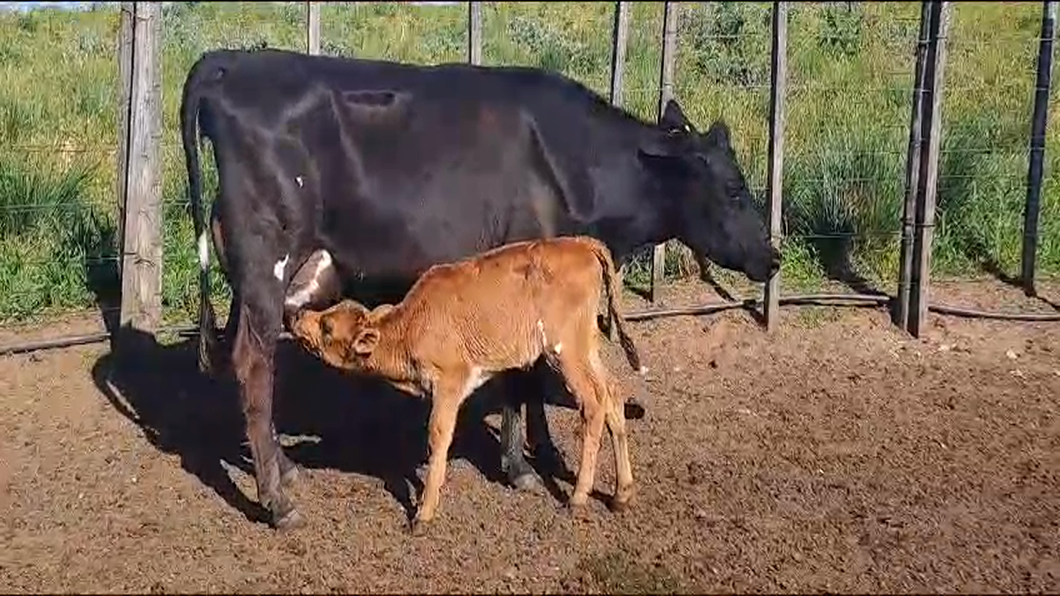 Lote 2 Piezas de cría JERSEY a remate en 9° Entre Martillos en CARRETON