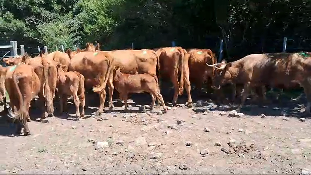 Lote 26 Piezas de cría a remate en Pantalla Camy, San José