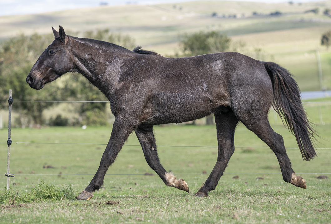 Lote PORFIAO DEL CEIBAL