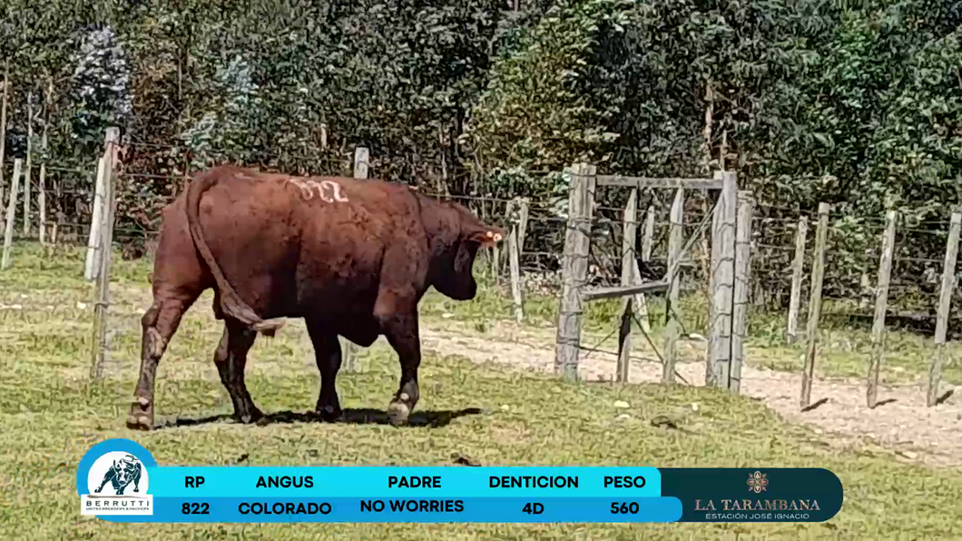 Lote Toros Angus a remate en Los Clase A 560kg - , Rocha