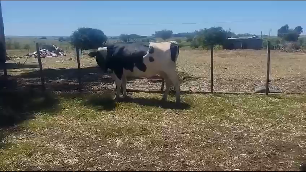 Lote (Vendido)Vacas de Invernada Holando a remate en Pantalla Camy 560kg -  en Rosario