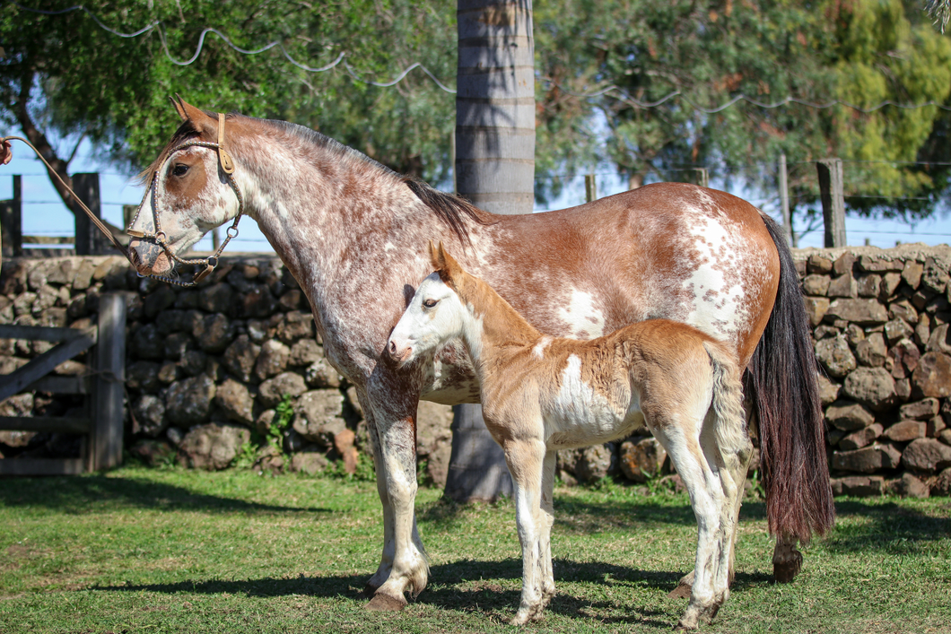 Lote Santa Ines Capela