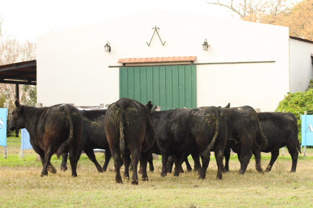 Lote CABAÑA “COEMBOTÁ” de Calderón: 10 VAQUILLAS MAS PREÑADAS