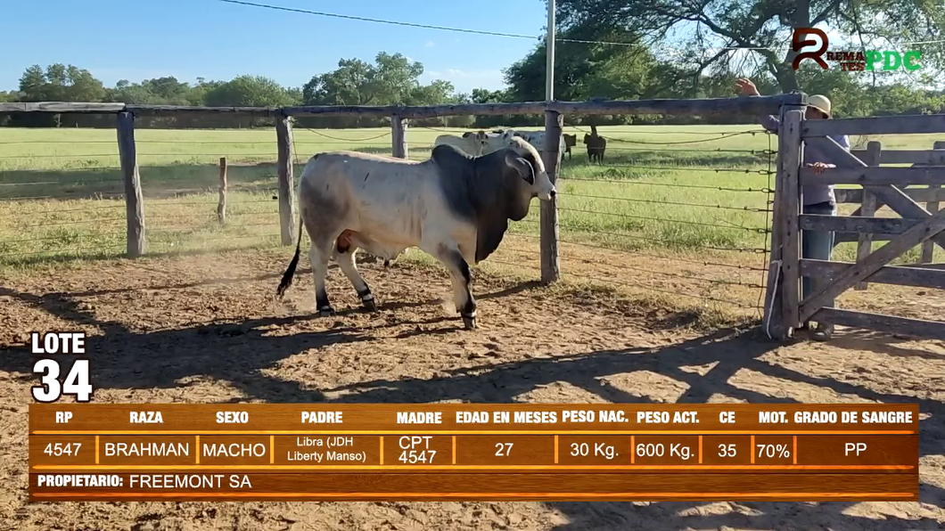 Lote TORO BRAHMAN - FREEMONT SA