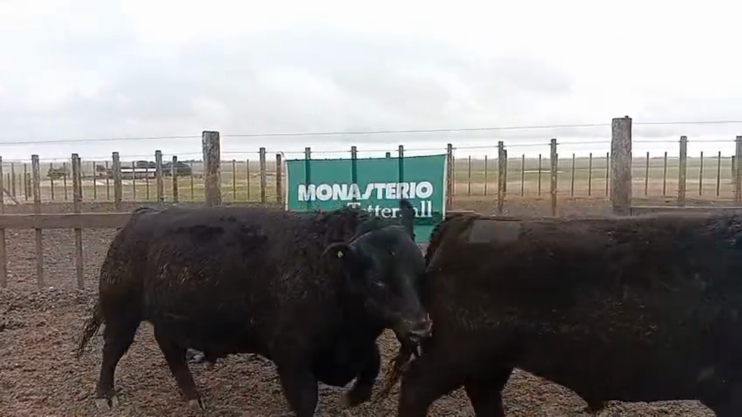 Lote Toros