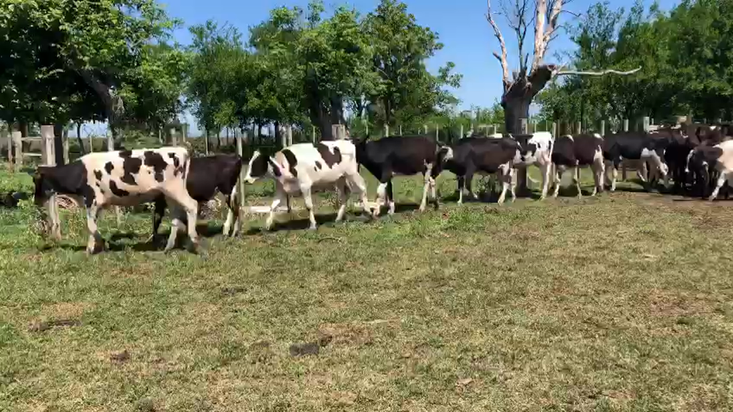 Lote 46 Vaquillonas de 1 a 2 años de Robert Lombardo