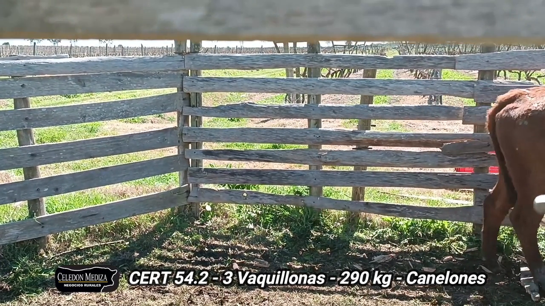 Lote 3 Vaquillonas 1 a 2 años en Parador Tajes, Canelones