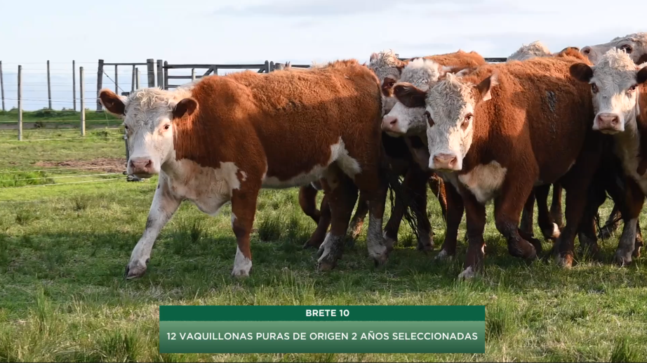 Lote BRETE 14: 12 VAQUILLONAS PURAS DE ORIGEN 2 AÑOS SELECCIONADAS