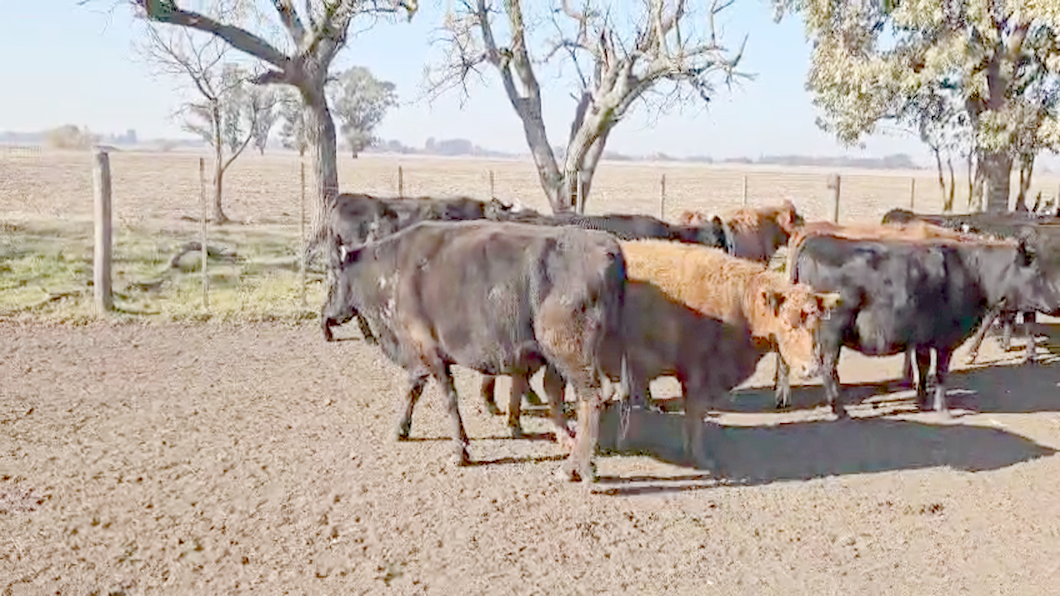 Lote 23 Vacas CUT preñadas en Gral. Belgrano, Buenos Aires