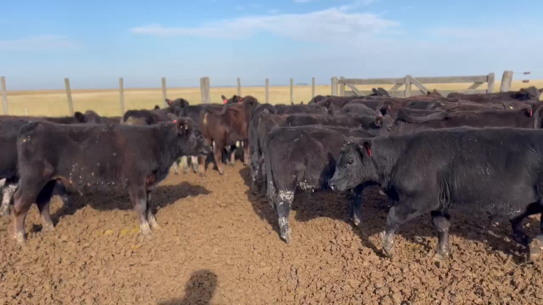 Lote 72 Terneros