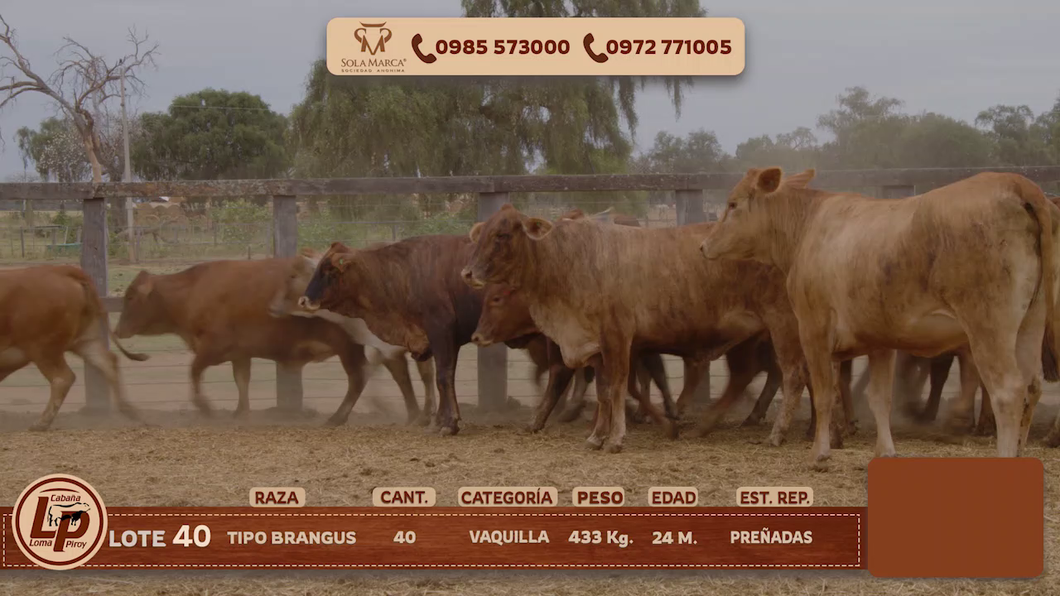 Lote VAQUILLAS