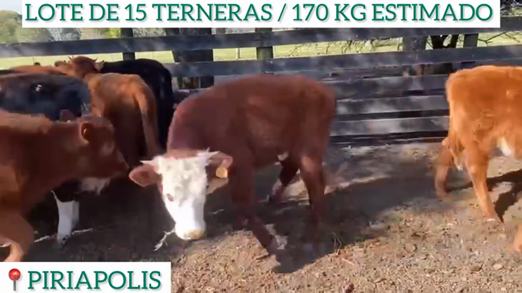 Lote 15 Terneras