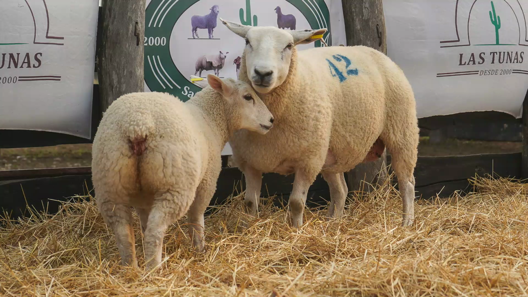 Lote TEXEL HEMBRA