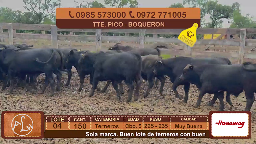 Lote Lote 4