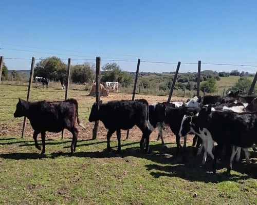 Lote (Vendido)16 Mixto 7 AA X HO,  3 HE X HO,  5 HO,  1 JE X NO a remate en 9vo Remate Virtual 102kg - , Colonia