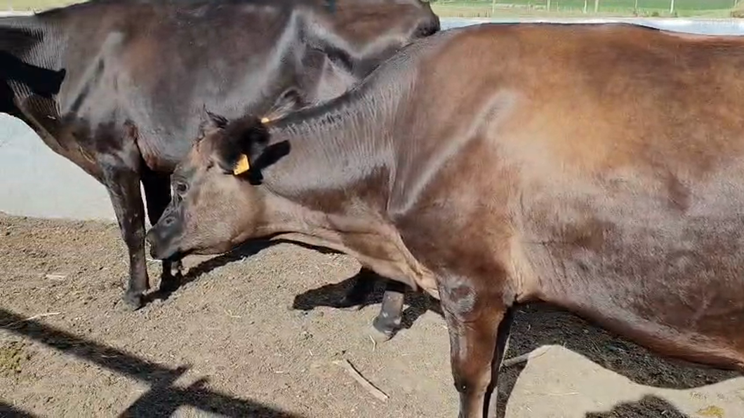 Lote 2 Vacas de Invernada 450kg - , San José