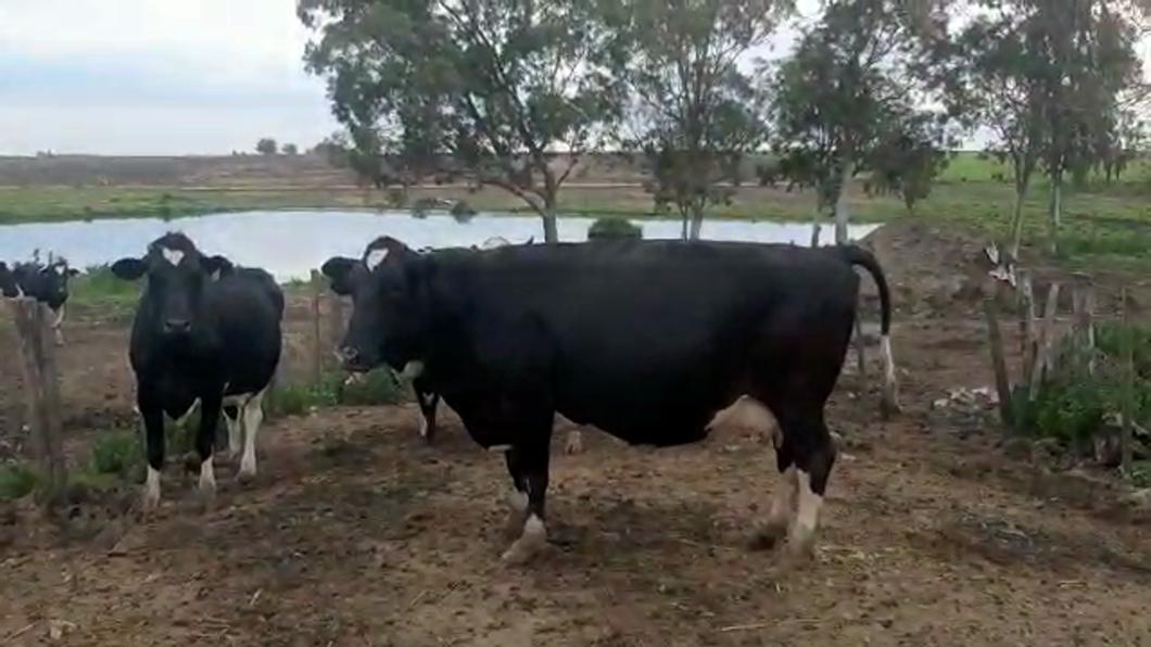 Lote (Vendido)4 Vacas de Invernada HOLANDO a remate en PANTALLA CAMY - SAN JOSE  1500 VACUNOS 600kg - , San José