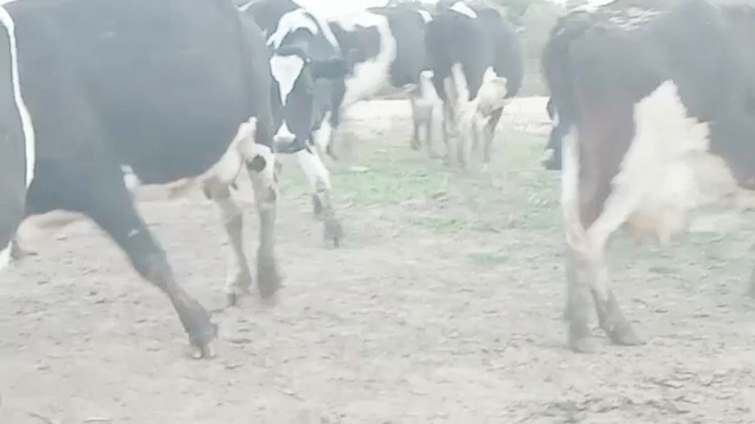 Lote 12 Vacas de Invernada HOLANDO a remate en PANTALLA CAMY 470kg - , San José